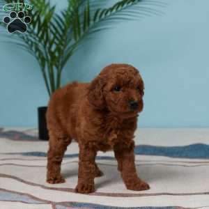 Ellie, Miniature Poodle Puppy